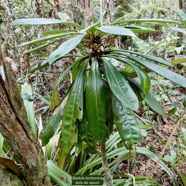 Badula borbonica.bois de savon.primulaceae.endémique Réunion. (2).jpeg